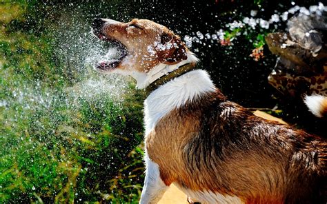 outdoor water for dogs